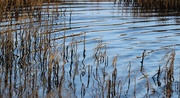 2nd Mar 2015 - Ripples and Reeds