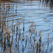 Ripples and Reeds by motherjane