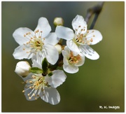 7th Mar 2015 - Plum blossom 