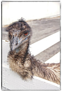 7th Mar 2015 - I'm an Emu