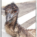 I'm an Emu by danette