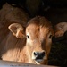calf by parisouailleurs