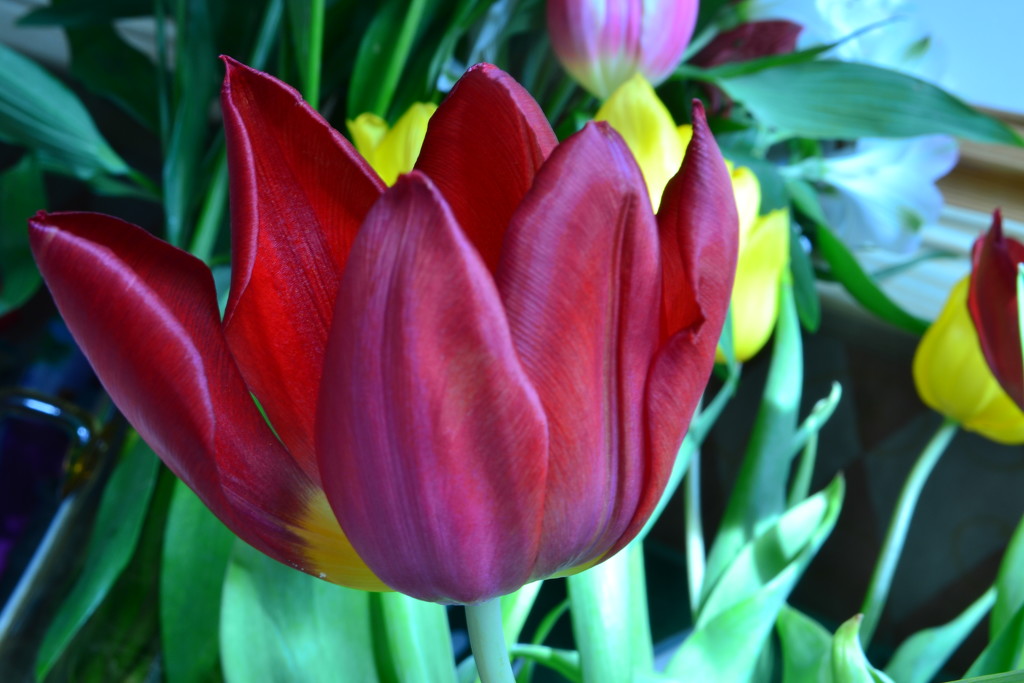 Tulips by ziggy77