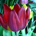 Tulips by ziggy77
