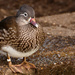 Female Mandarin Duck by leonbuys83