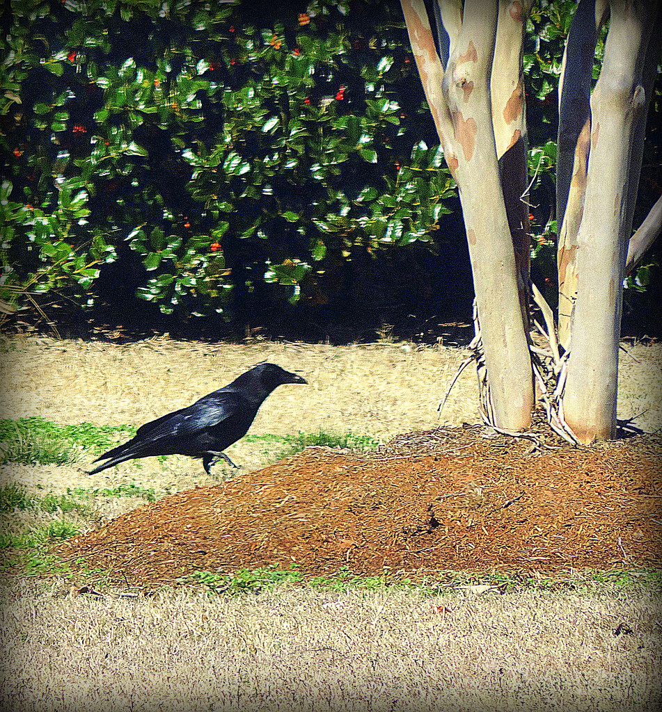 Crow! by homeschoolmom