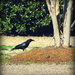 Crow! by homeschoolmom
