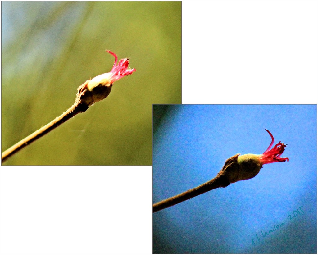 Hazelnut Blossom  by flygirl