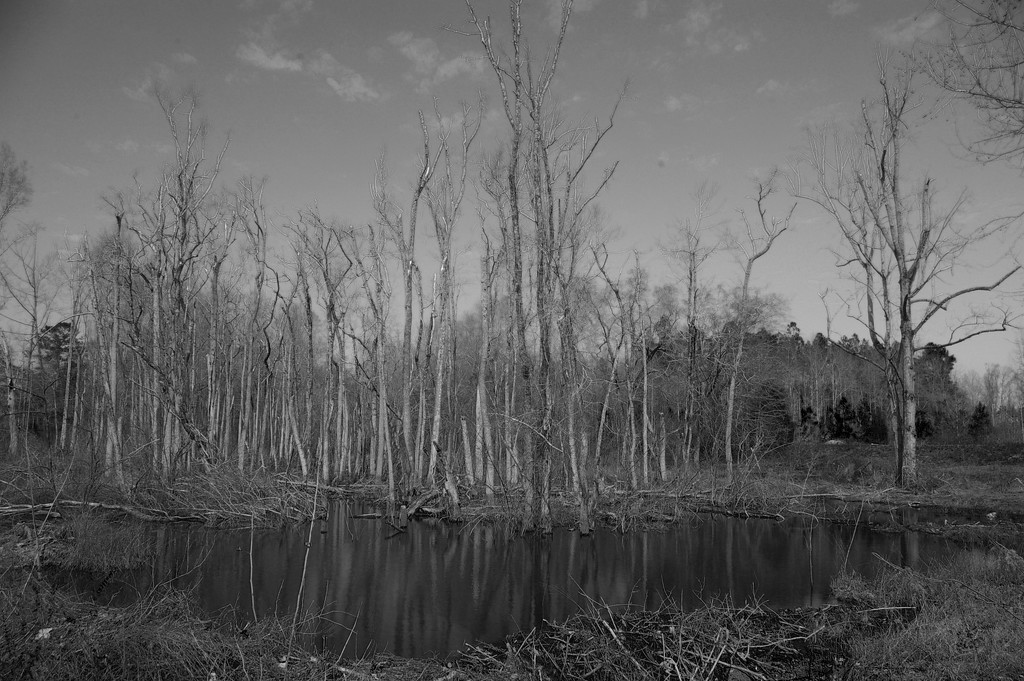 Southern swamp by thewatersphotos