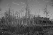 6th Mar 2015 - Southern swamp