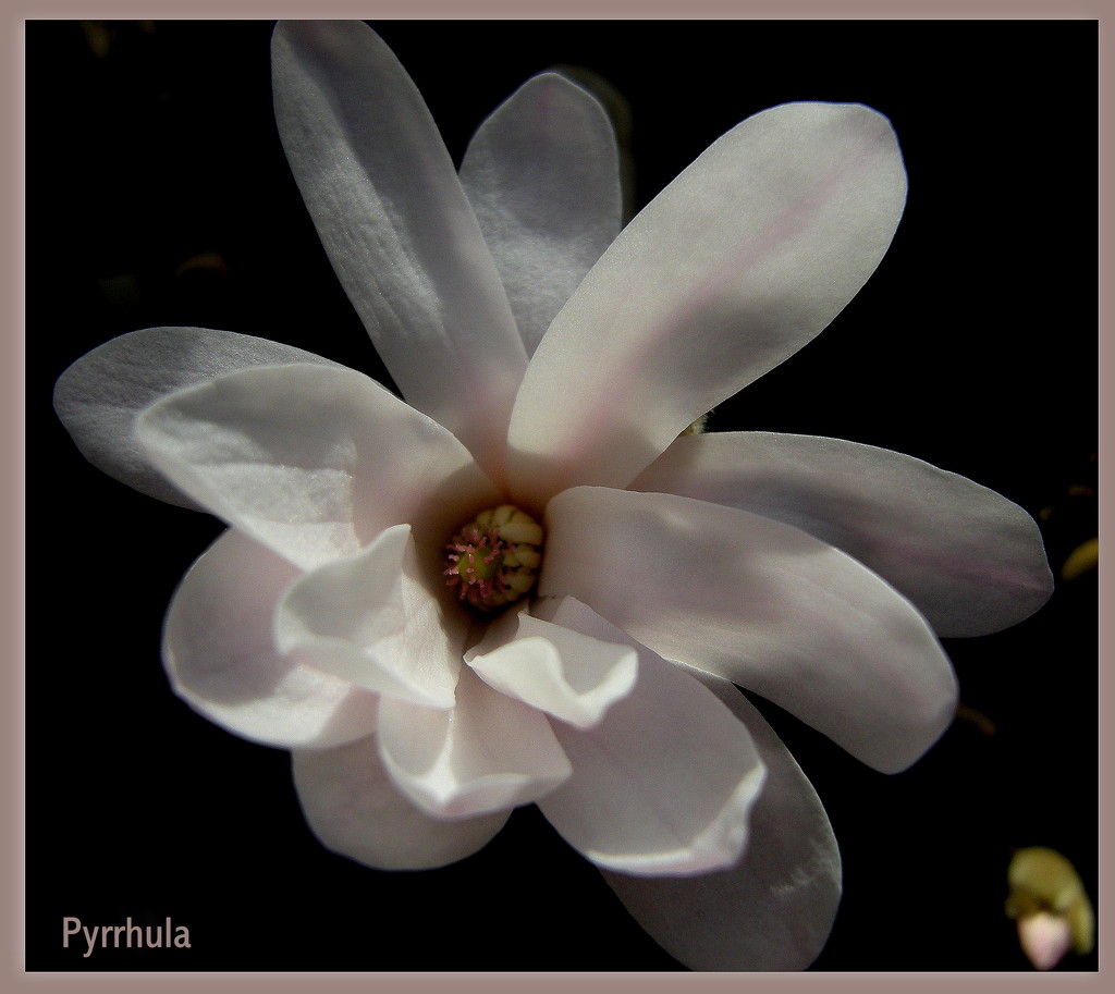 Number 8  Magnolia flower  by pyrrhula