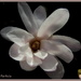 Number 8  Magnolia flower  by pyrrhula