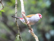 7th Mar 2015 - Red Browed Finch 2