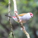 Red Browed Finch 2 by terryliv