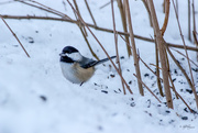 6th Mar 2015 - Chickadee In The Rough 