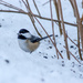Chickadee In The Rough  by skipt07
