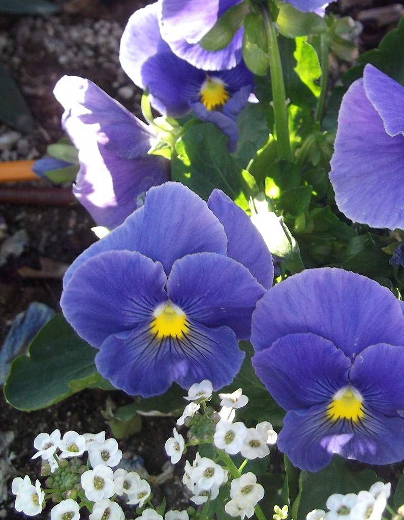 Purple Flowers :) by kerristephens
