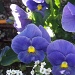 Purple Flowers :) by kerristephens