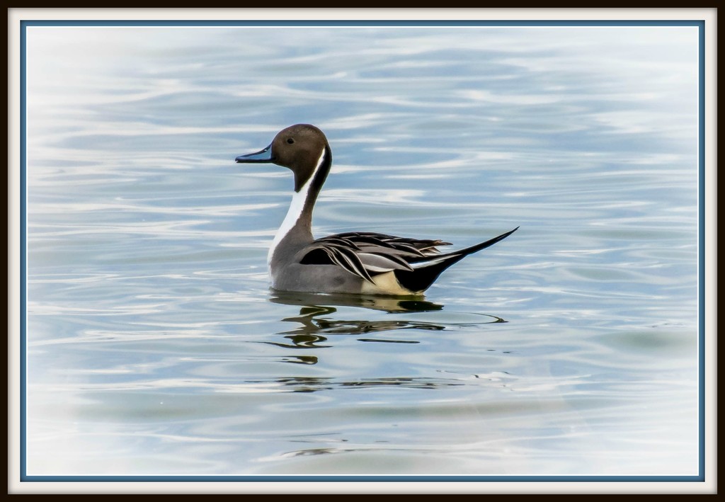 Northern Pintail by ckwiseman