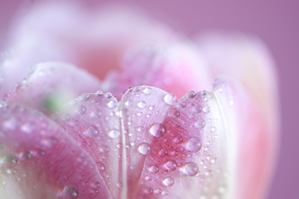 Tulip droplets by kwind