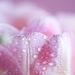 Tulip droplets by kwind