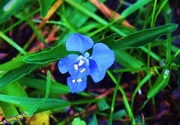 8th Mar 2015 - Pretty Blue "Weed."