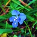 Pretty Blue "Weed." by happysnaps