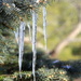 Icicles by calm