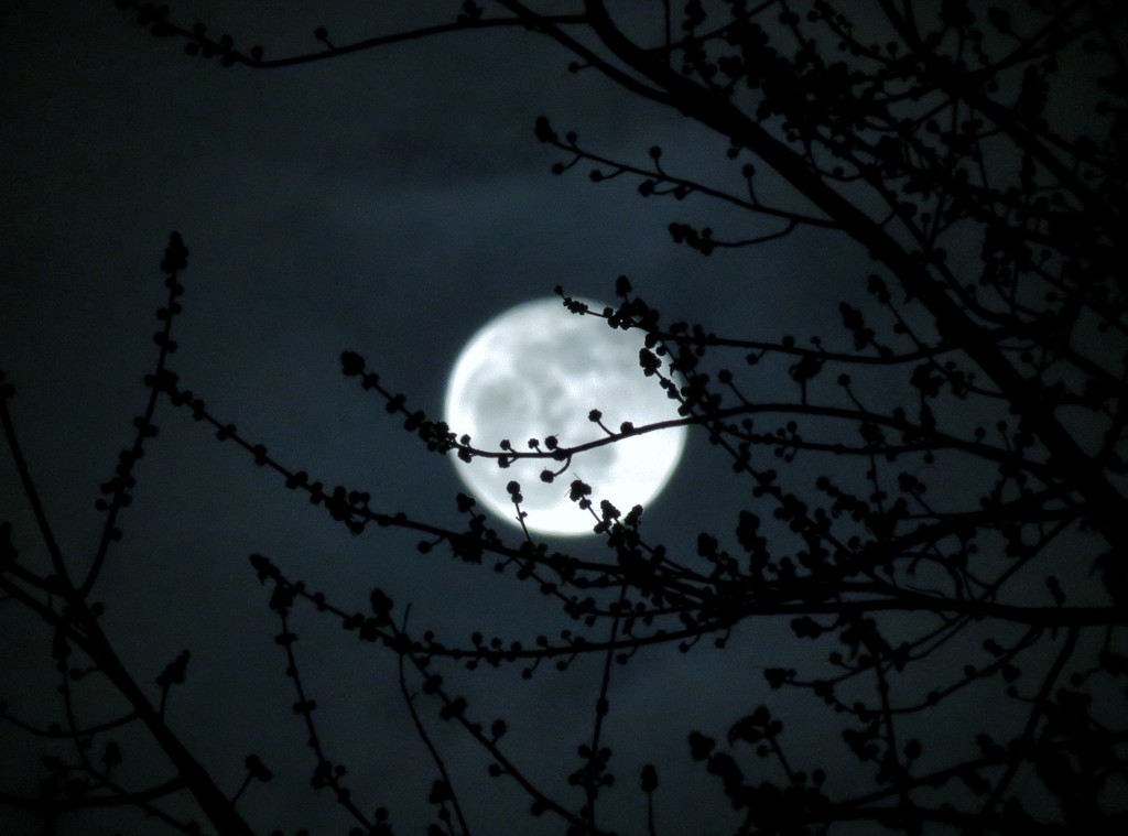 Budding Tree In the Moonlight by lynnz