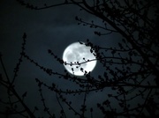 6th Mar 2015 - Budding Tree In the Moonlight
