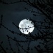 Budding Tree In the Moonlight by lynnz