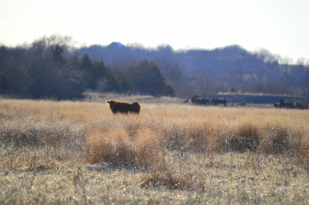 Outstanding in His Field by kareenking