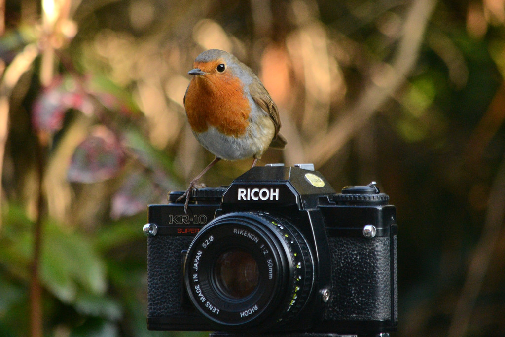 Robin on a Ricoh by richardcreese