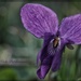 Wild Violet by jamibann