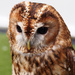 Tawny Owl by philhendry