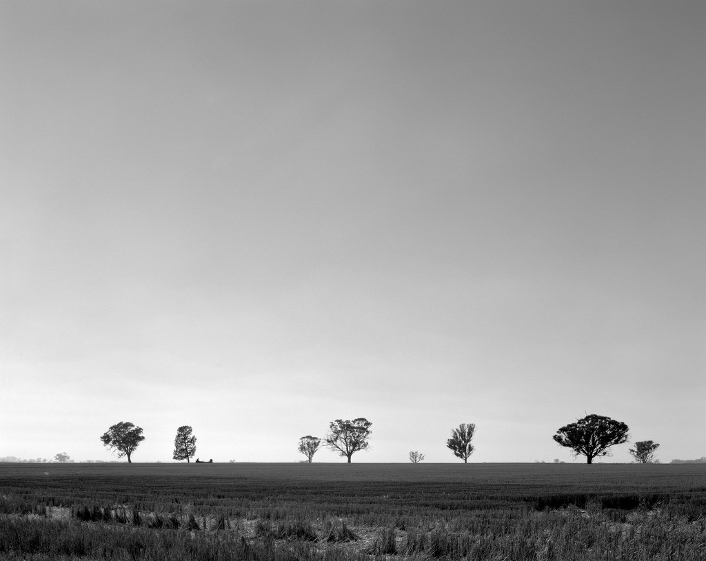 Trees in plain by peterdegraaff