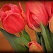 Tulips by peggysirk