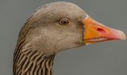 8th Mar 2015 - Pilgrim Goose