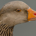 Pilgrim Goose by tonygig