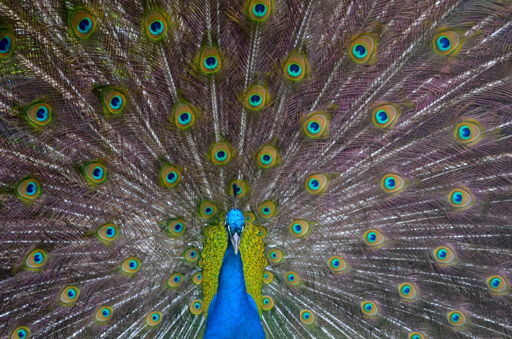 This peacock at Magnolia Gardens gave me quite a display yesterday. by congaree