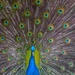 This peacock at Magnolia Gardens gave me quite a display yesterday. by congaree