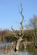 7th Mar 2015 - Old tree