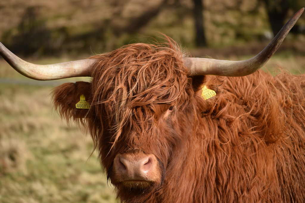 highland cow by christophercox