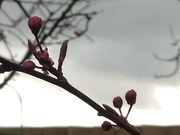 8th Mar 2015 - Cherry tree blossom