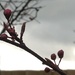 Cherry tree blossom by cataylor41