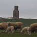 8 March 2015 Sheep grazing near historical Horton Folly but no sign of the sunshine! by lavenderhouse