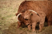 8th Mar 2015 - highland cow hug
