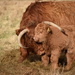 highland cow hug by christophercox