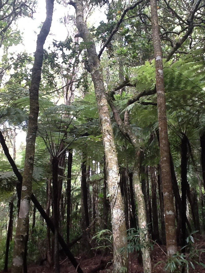 NZ rainforest. by chimfa