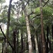 NZ rainforest. by chimfa